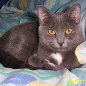 Photo de Chartreux