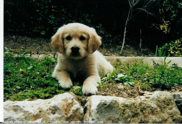 Photo de Golden retriever