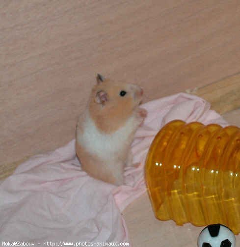 Photo de Hamster