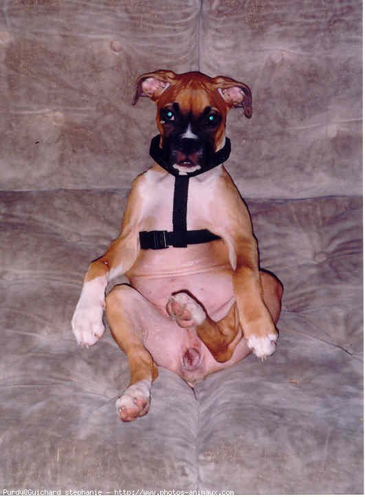 Photo de Boxer