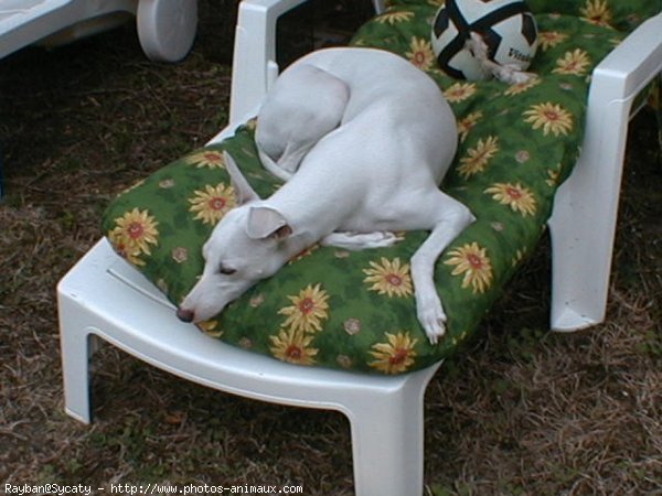 Photo de Whippet