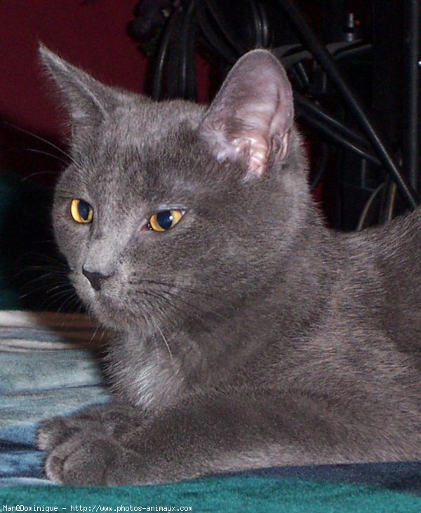 Photo de Chartreux