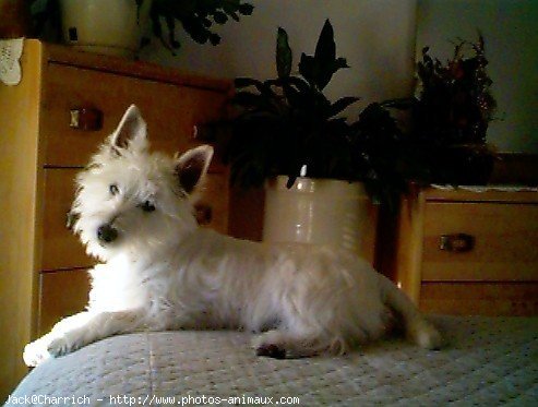 Photo de West highland white terrier