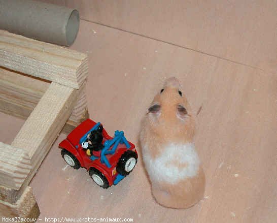 Photo de Hamster