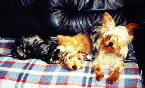 Photo de Yorkshire terrier