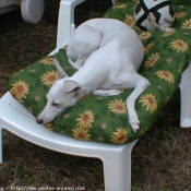 Photo de Whippet