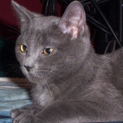 Photo de Chartreux