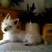 Photo de West highland white terrier