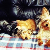 Photo de Yorkshire terrier