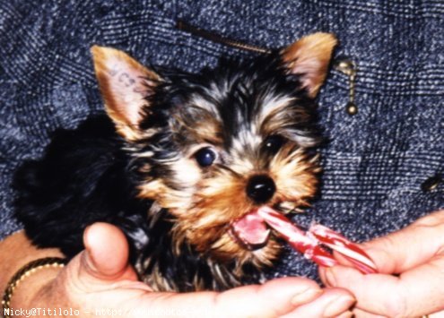 Photo de Yorkshire terrier