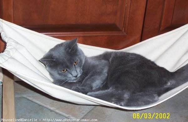 Photo de Chartreux