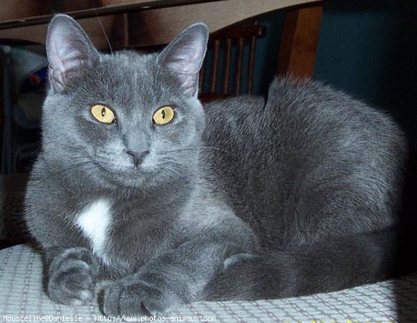 Photo de Chartreux