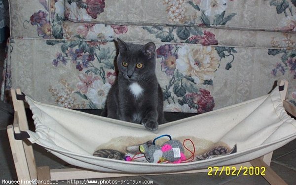 Photo de Chartreux