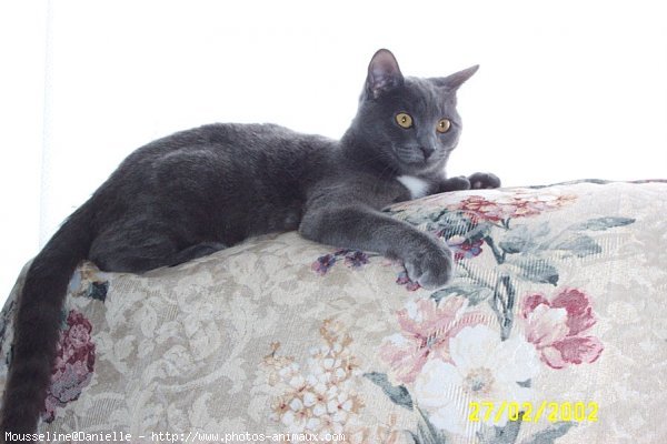 Photo de Chartreux