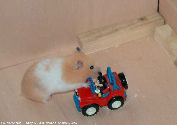 Photo de Hamster