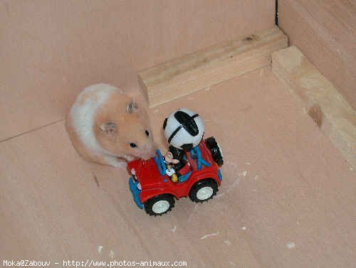 Photo de Hamster