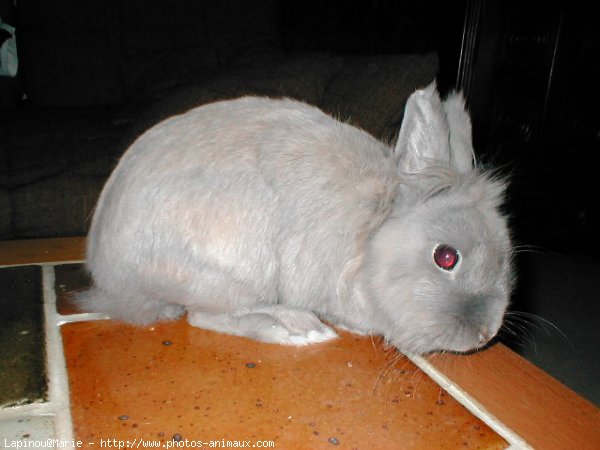 Photo de Lapin