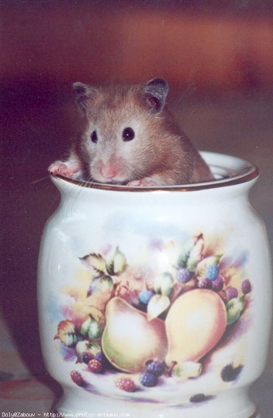 Photo de Hamster