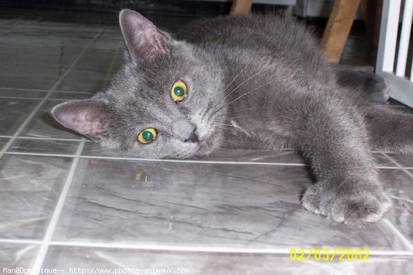 Photo de Chartreux