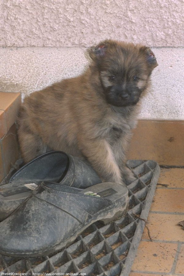 Photo de Chien de berger des pyrenes  poil long