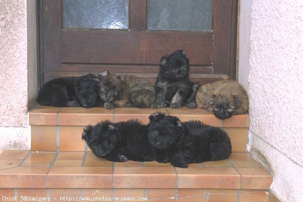 Photo de Chien de berger des pyrenes  poil long