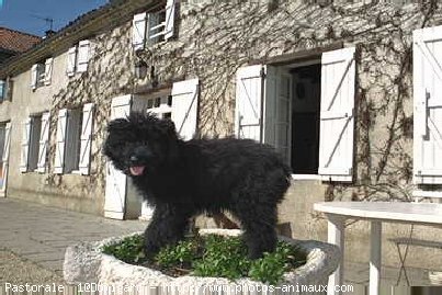 Photo de Chien de berger des pyrenes  poil long