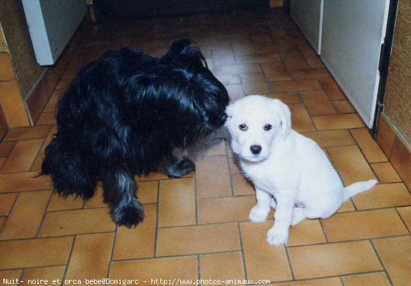 Photo de Chien de berger des pyrenes  poil long