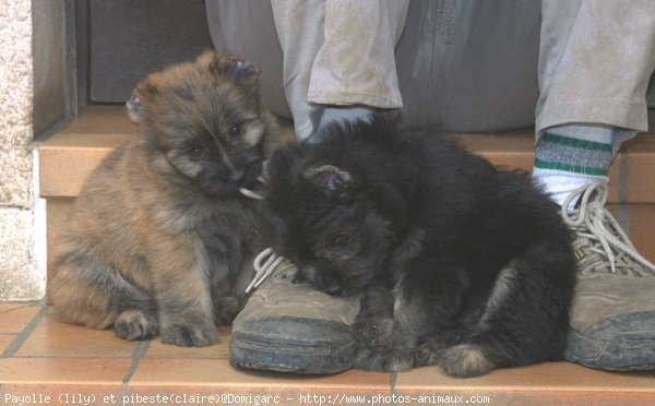 Photo de Chien de berger des pyrenes  poil long