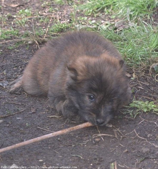 Photo de Chien de berger des pyrenes  poil long