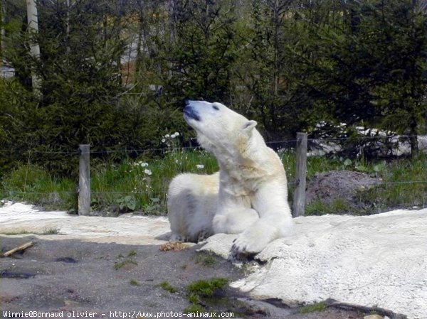 Photo d'Ours