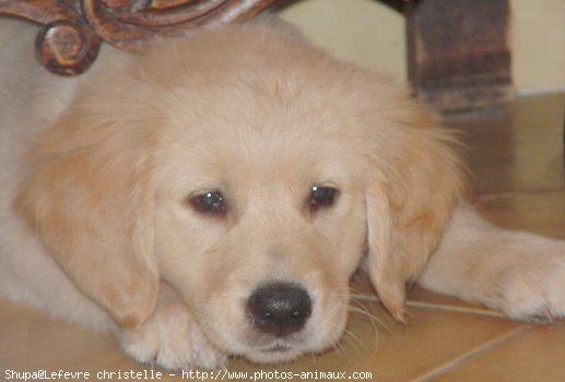 Photo de Golden retriever