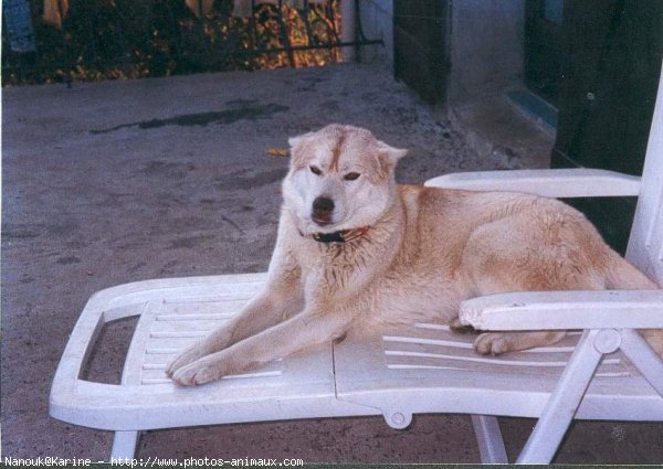 Photo de Husky siberien