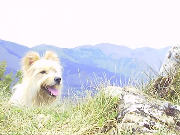 Photo de Chien de berger des pyrenes  poil long