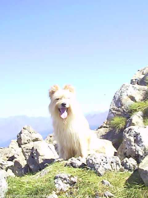 Photo de Chien de berger des pyrenes  poil long