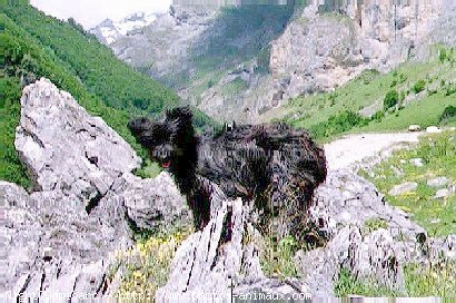 Photo de Chien de berger des pyrenes  poil long