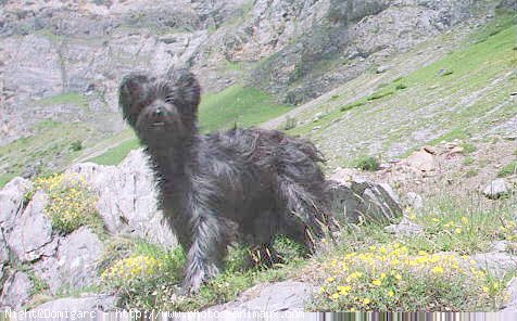 Photo de Chien de berger des pyrenes  poil long