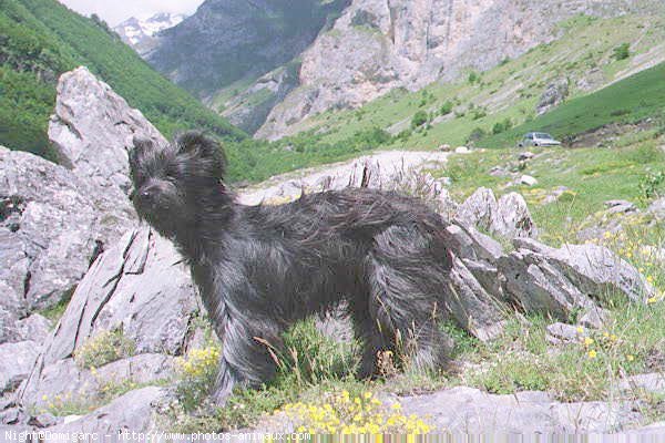 Photo de Chien de berger des pyrenes  poil long