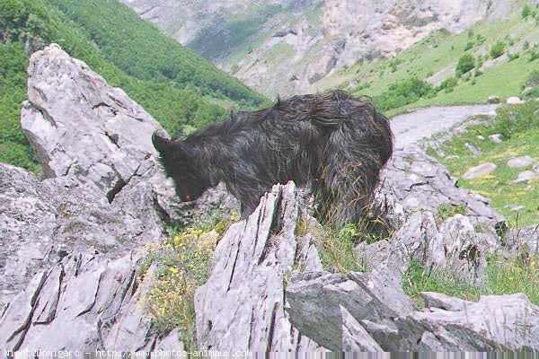 Photo de Chien de berger des pyrenes  poil long