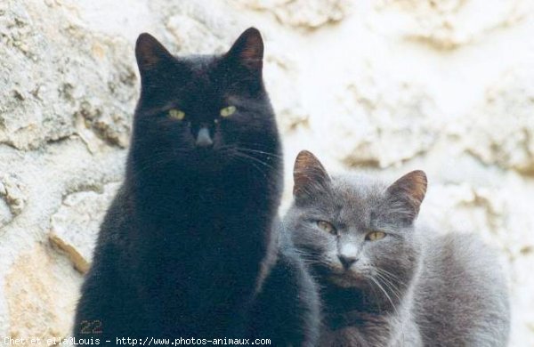 Photo de Chartreux