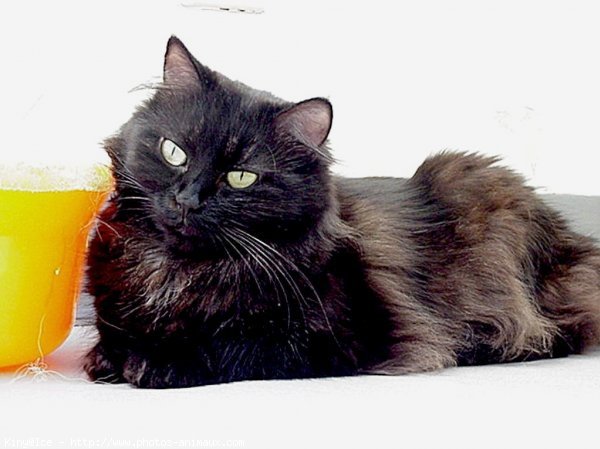 Photo de Maine coon