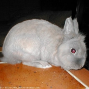 Photo de Lapin