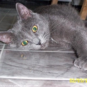 Photo de Chartreux