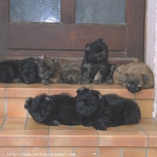 Photo de Chien de berger des pyrenes  poil long