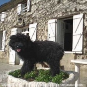 Photo de Chien de berger des pyrenes  poil long