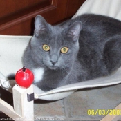 Photo de Chartreux