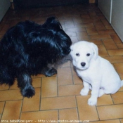 Photo de Chien de berger des pyrenes  poil long