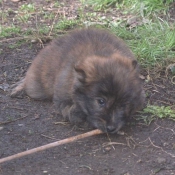 Photo de Chien de berger des pyrenes  poil long