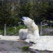 Photo d'Ours