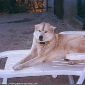 Photo de Husky siberien