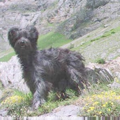 Photo de Chien de berger des pyrenes  poil long